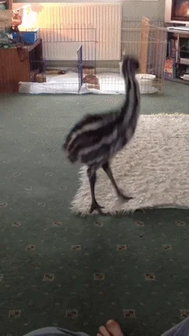 [Image: giphy.webp?cid=ecf05e473t04dg4a3hvdtk6w3...giphy.webp]