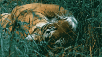 tiger rolling GIF