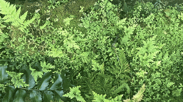 3D Plants GIF by Well Now WTF?