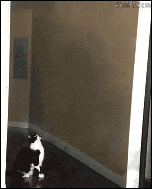 giphy.gif?cid=19f5b51a9a164e185d97d19b09
