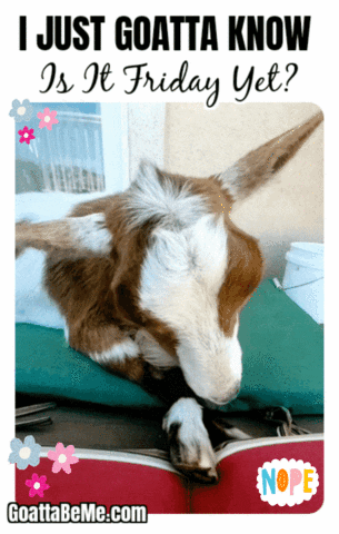 Is It Friday Yet GIF by Goatta Be Me Goats! Adventures of Pumpkin, Cookie and Java!