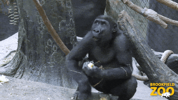 Third Party Popcorn GIF by Brookfield Zoo