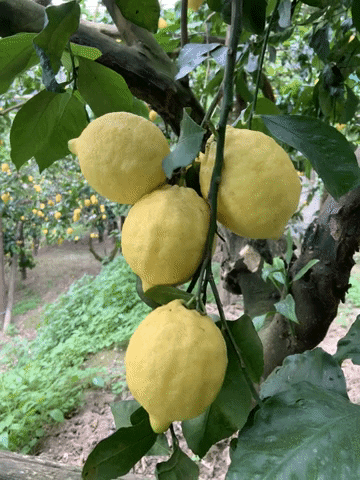 aboutsorrento nature yellow lemon sorrento GIF