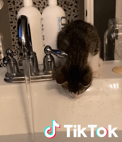 Cat Drink GIF by TikTok France