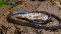 Snake-funny GIFs - Get the best GIF on GIPHY