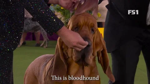 Westminster Dog Show Trumpet GIF by Westminster Kennel Club