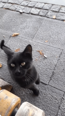 hacettepehaydok cat black kedi haydok GIF