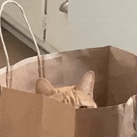 Cat-peeking GIFs - Get the best GIF on GIPHY