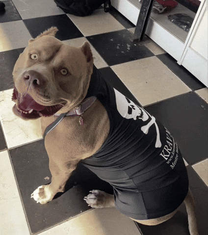 Katanacaveira GIF by NXCROSS Fight Defense