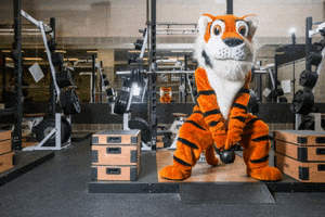 Tigers Tu GIF by Trinity University