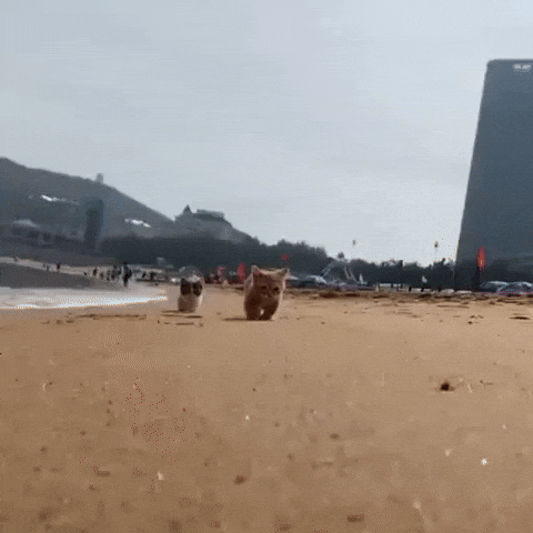 giphy.gif?cid=790b76115812e85932ae2e1428