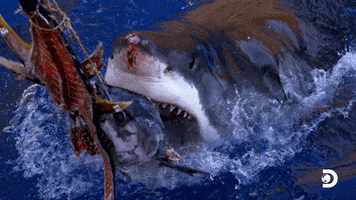 Hungry Slow Motion GIF by Shark Week