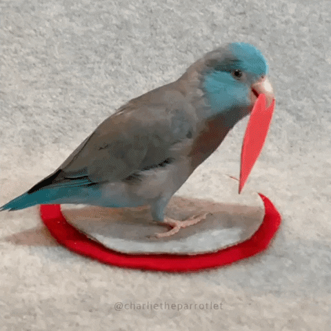 Video gif. A little parrotlet is standing on a small stage and it turns around, holding a paper heart in its mouth for us.