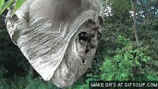 Charlotte Hornets GIF