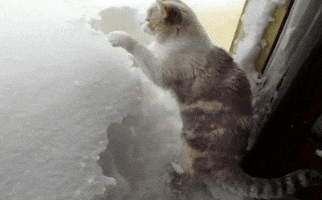 Video gif. A playfully determined cat at the front door of a house, digging through tall snow with its front paws.