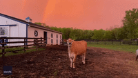 'Pure Magic': Farm Animals Chill Under Double Rainbow in New York State