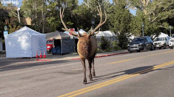 Massive Bull Elk Causes Traffic Jam In Estes Park GIF by ViralHog
