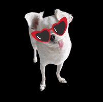 Dogs GIF
