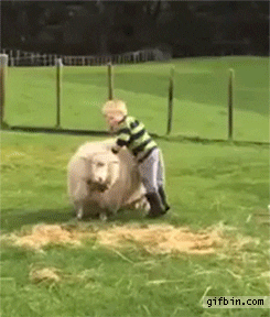 Kid Sheep GIF - Find & Share on GIPHY