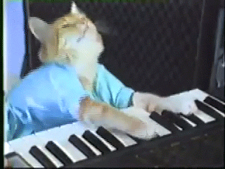 Play Piano GIF by Internet Cat Video Festival - Find & Share on GIPHY