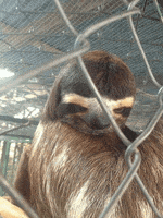 eyebrows sloths GIF