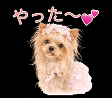 Happy Yorkshire Terrier GIF