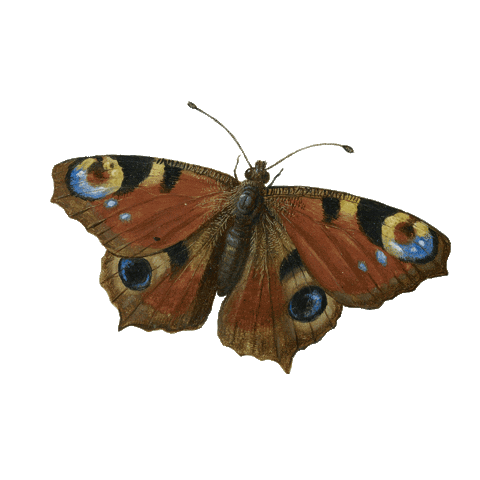 Wings Bug Sticker by Ashmolean Museum