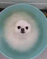 Aww Cuteness GIF