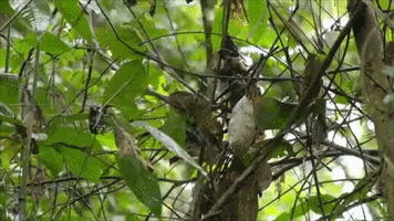 Climbing GIF