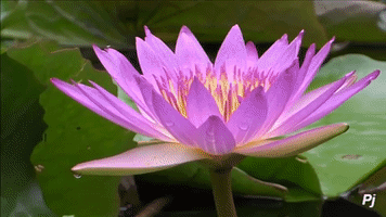 panajan nature flower lake lotus GIF