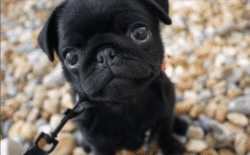 Dog Puppy GIF