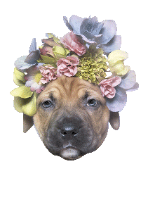 Pit Bull Ugh Sticker by Sophie Gamand