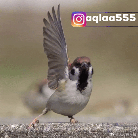 Bird Hello GIF