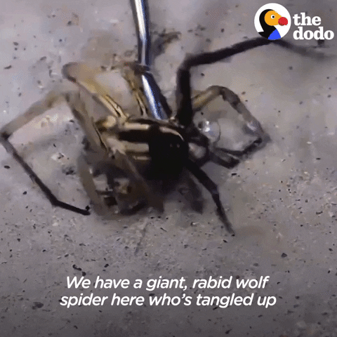 Wolf-spider GIFs - Get the best GIF on GIPHY