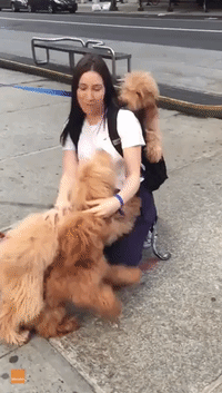Extremely Happy Woman Is Bombarded by Goldendoodles