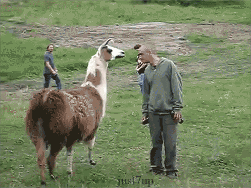 farmers llamas
