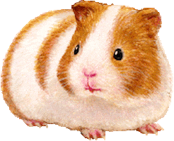 Guinea Pig 動物 Sticker