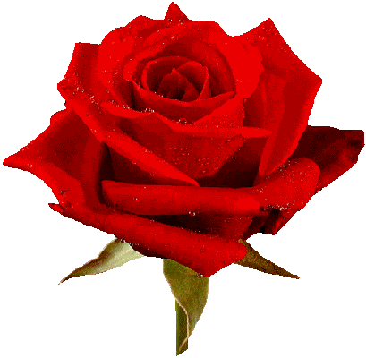 Roses Sticker