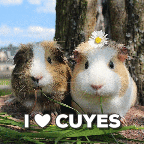 danielgarcia-90f0  GIF