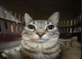 Cat GIF