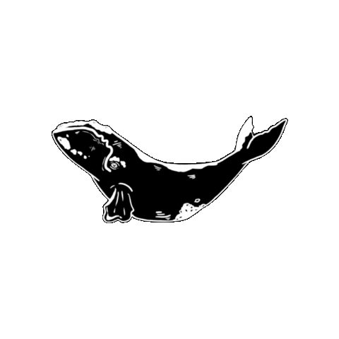 Save the North Pacific Right Whale Sticker