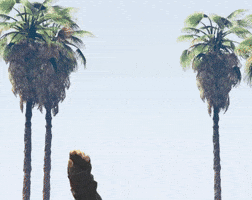 Gta Georgelopezshow GIF