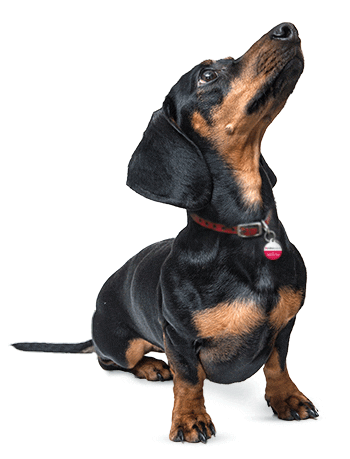 Dog Sticker by 24Petwatch