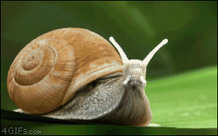 deploy a snail