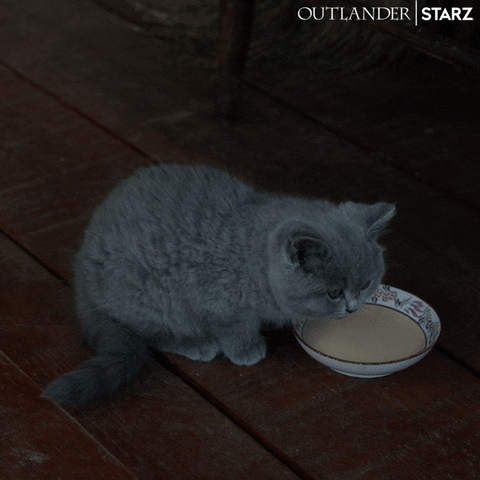 Season 5 Cat GIF by Outlander