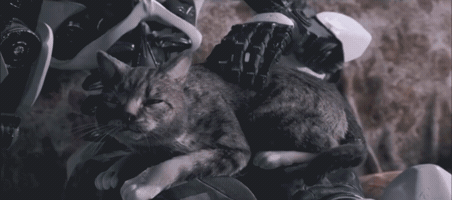 Cat GIF