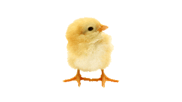 Prokauf Sticker