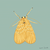 Butterfly Insect GIF by Verónica Salazar