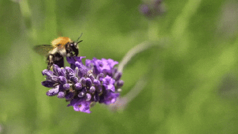 Bees GIF - Find & Share on GIPHY