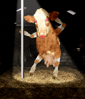 cow pole dancing GIF